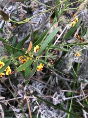 Bossiaea scolopendria