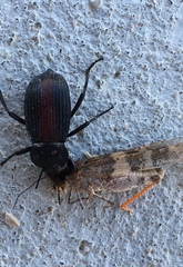Eleodes suturalis