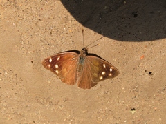 Eunica monima modesta