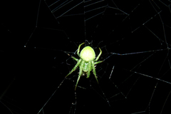Araneus uniformis