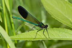 Calopteryx aequabilis