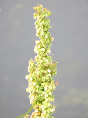 Rumex arcticus
