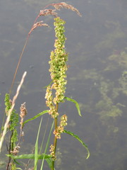 Rumex arcticus