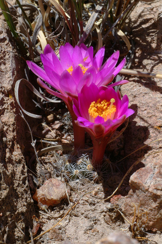 Mammillaria saboae
