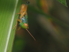 Caryanda spuria