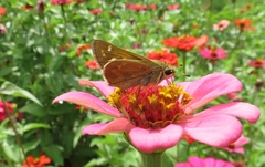 Atalopedes campestris huron