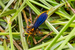 Leptodialepis bipartitus