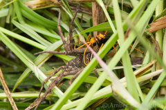 Leptodialepis bipartitus