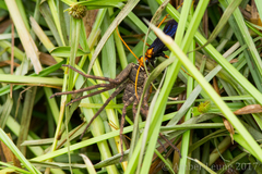 Leptodialepis bipartitus
