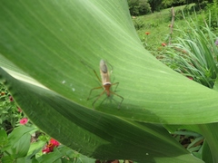 Zelus grassans