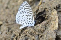 Leptotes cassius
