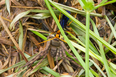 Leptodialepis bipartitus