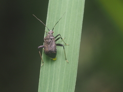 Proboscidocoris malayus