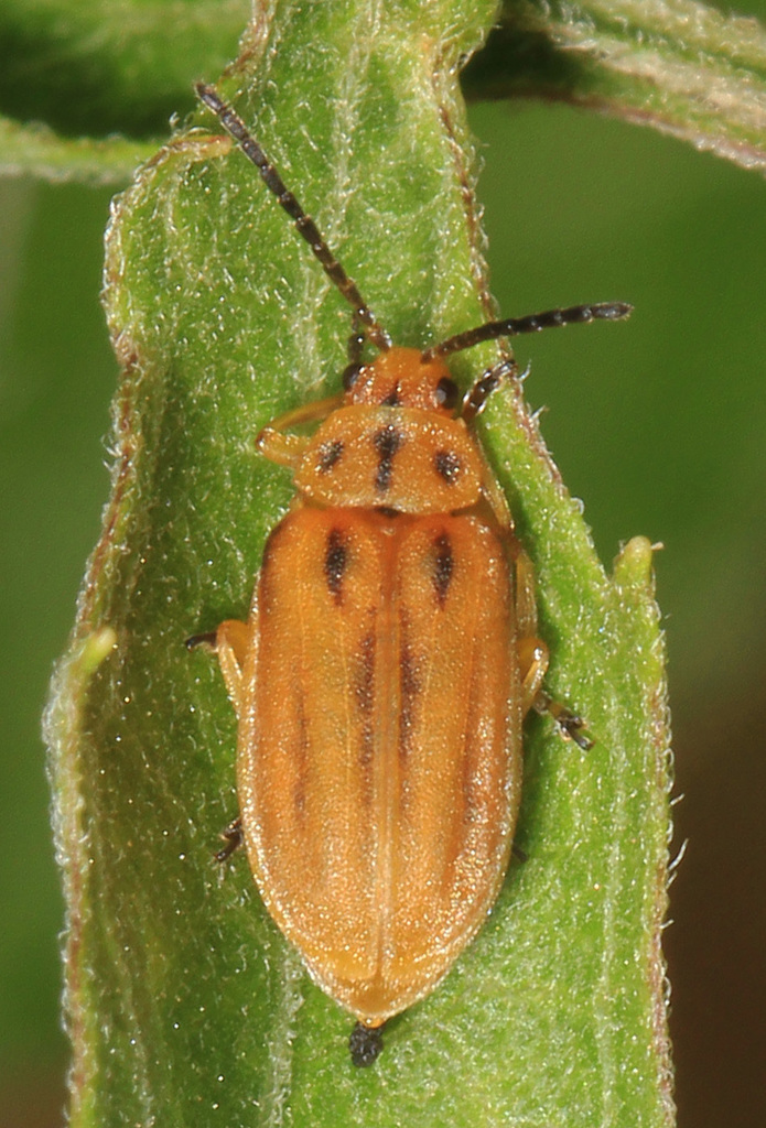 Boneset Leaf Beetle