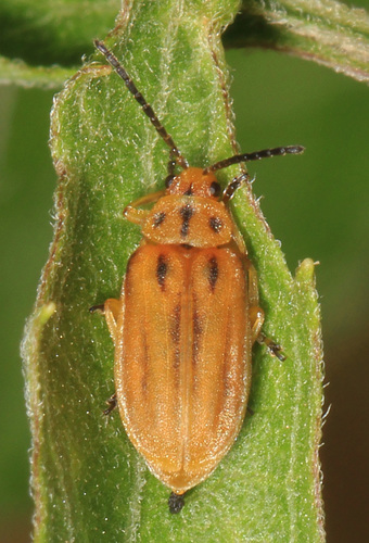 Boneset Leaf Beetle