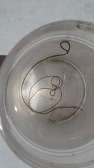 Gordiidae