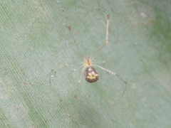 Meotipa spiniventris