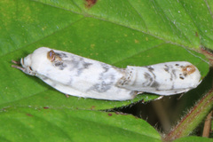 Antaeotricha