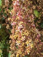 Cuscuta europaea