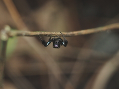 Harmochirus brachiatus