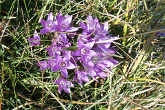 Gentianella germanica