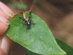 Harmochirus brachiatus