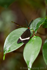 Pidorus