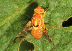 Zonosemata electa
