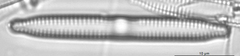 Fragilaria