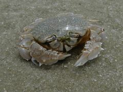 Ashtoret picta