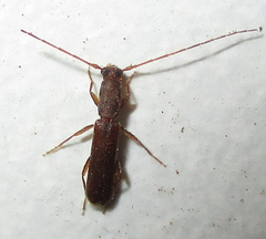 Linopteridius