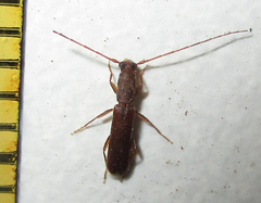 Linopteridius
