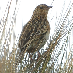 Anthus bogotensis