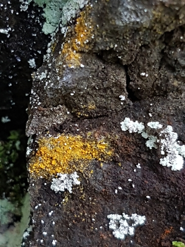 Caloplaca obliterans