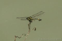 Ictinogomphus pertinax