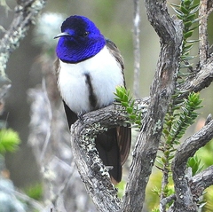Oreotrochilus chimborazo