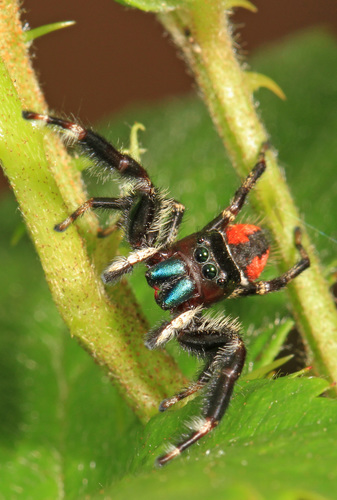 Cardinal Jumper photo 5