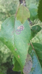 Stigmella oxyacanthella