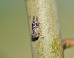 Idiocerus lituratus