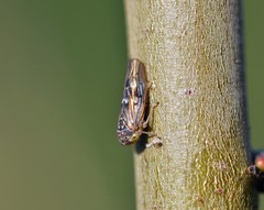 Idiocerus lituratus
