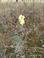 Linaria vulgaris