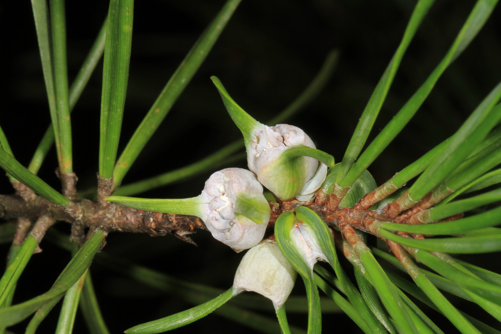 Thecodiplosis brachynteroides