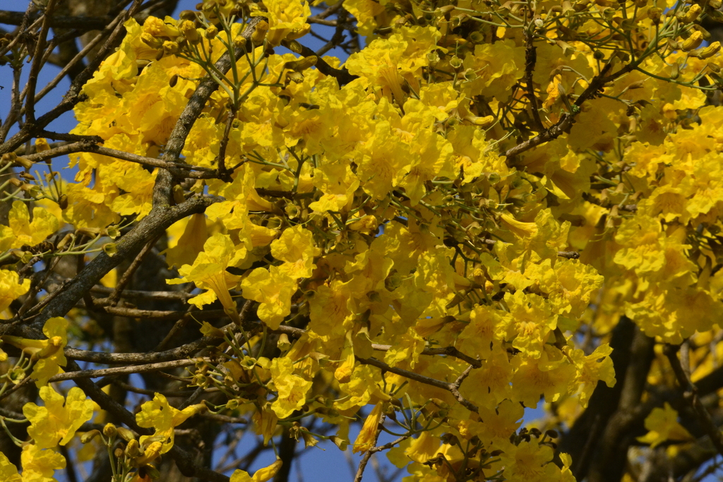 Golden trumpet tree