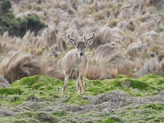 Odocoileus virginianus ustus