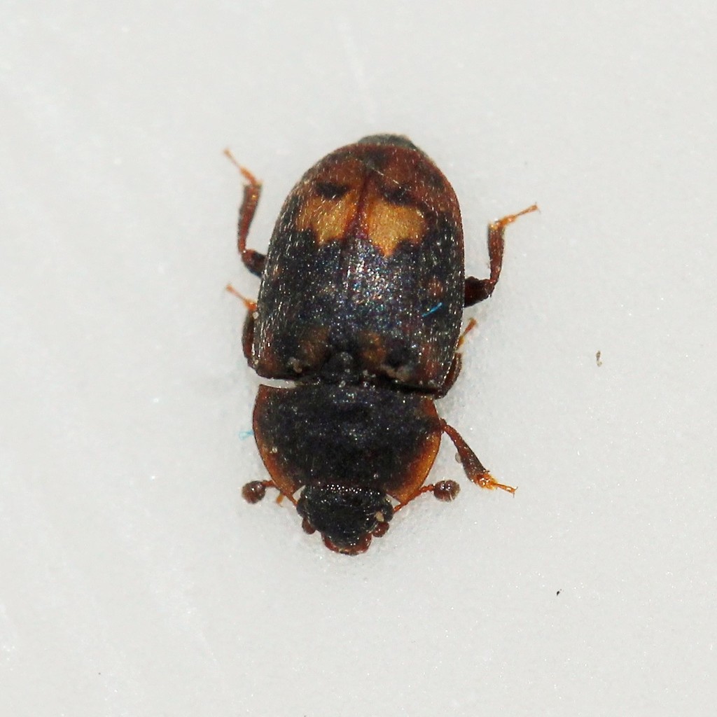 Sap-feeding beetle