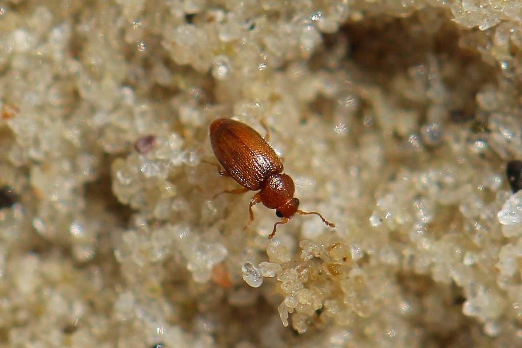 Corticarina truncatella