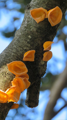 Aleurodiscus vitellinus