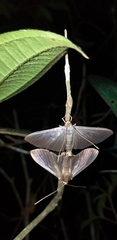 Palpita flegia
