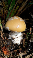 Amanita toxica
