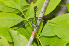 Ophiogomphus rupinsulensis